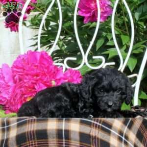 Gideon, Mini Bernedoodle Puppy